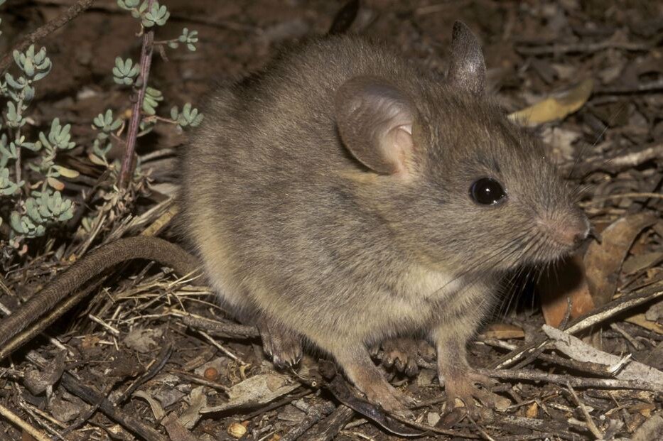 Females dominate social structures of native rat - ABC News