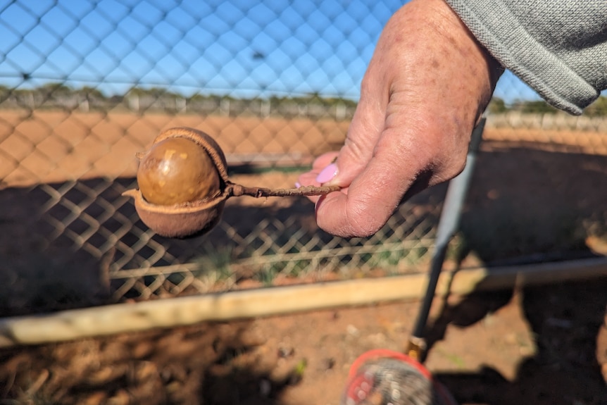 A persons hand holding a large macadamia nut with a metal tool.