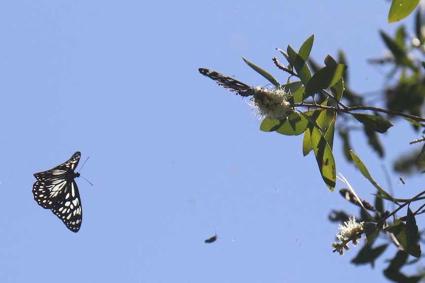 A butterfly flying in front of blue sky and another butterfly on a nearby branch