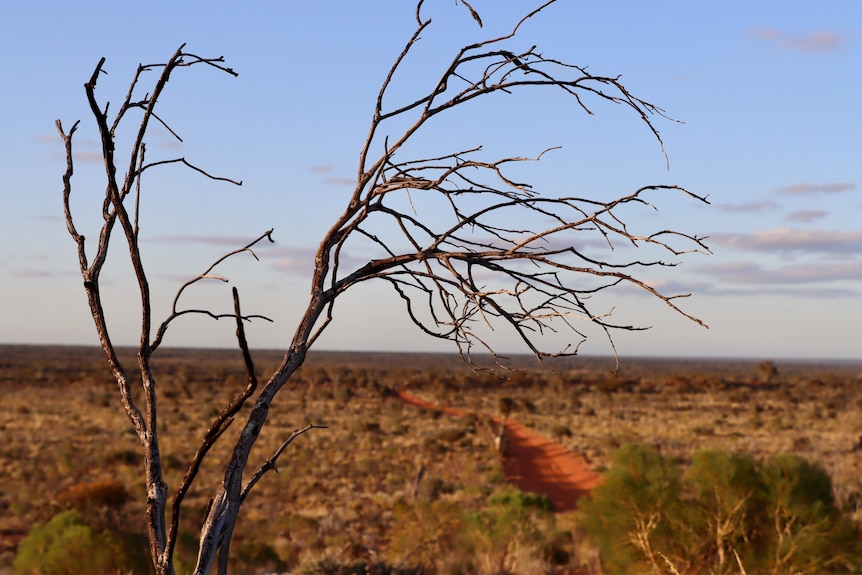 outback landscape with red dirt