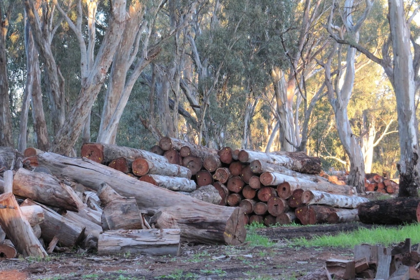 Red gum timber