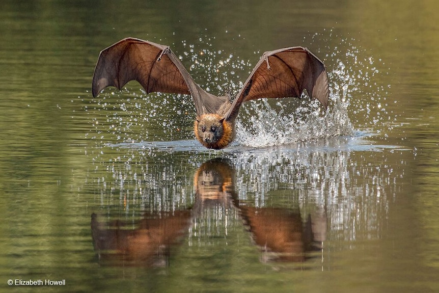 Threatened species winner from Elizabeth Howell of a grey-haired flying fox just above the water with droplets on its wings
