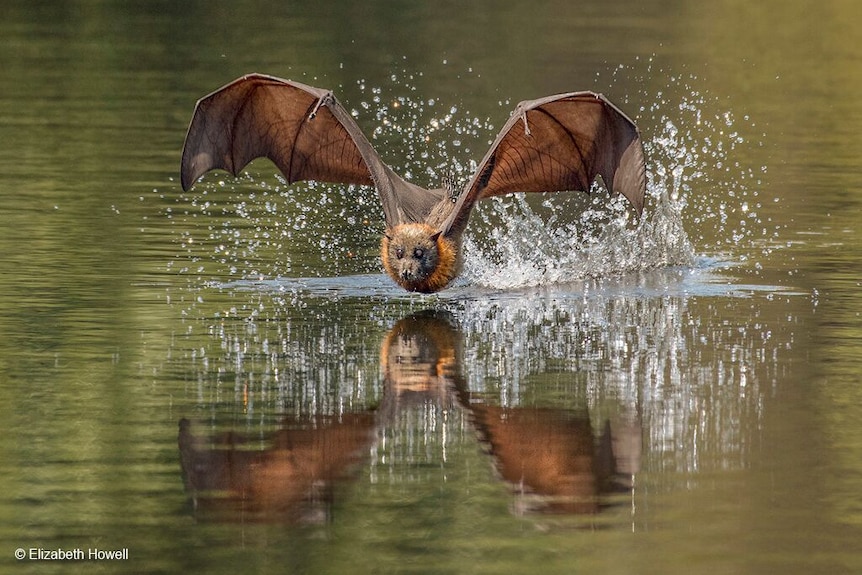 Flying foxes