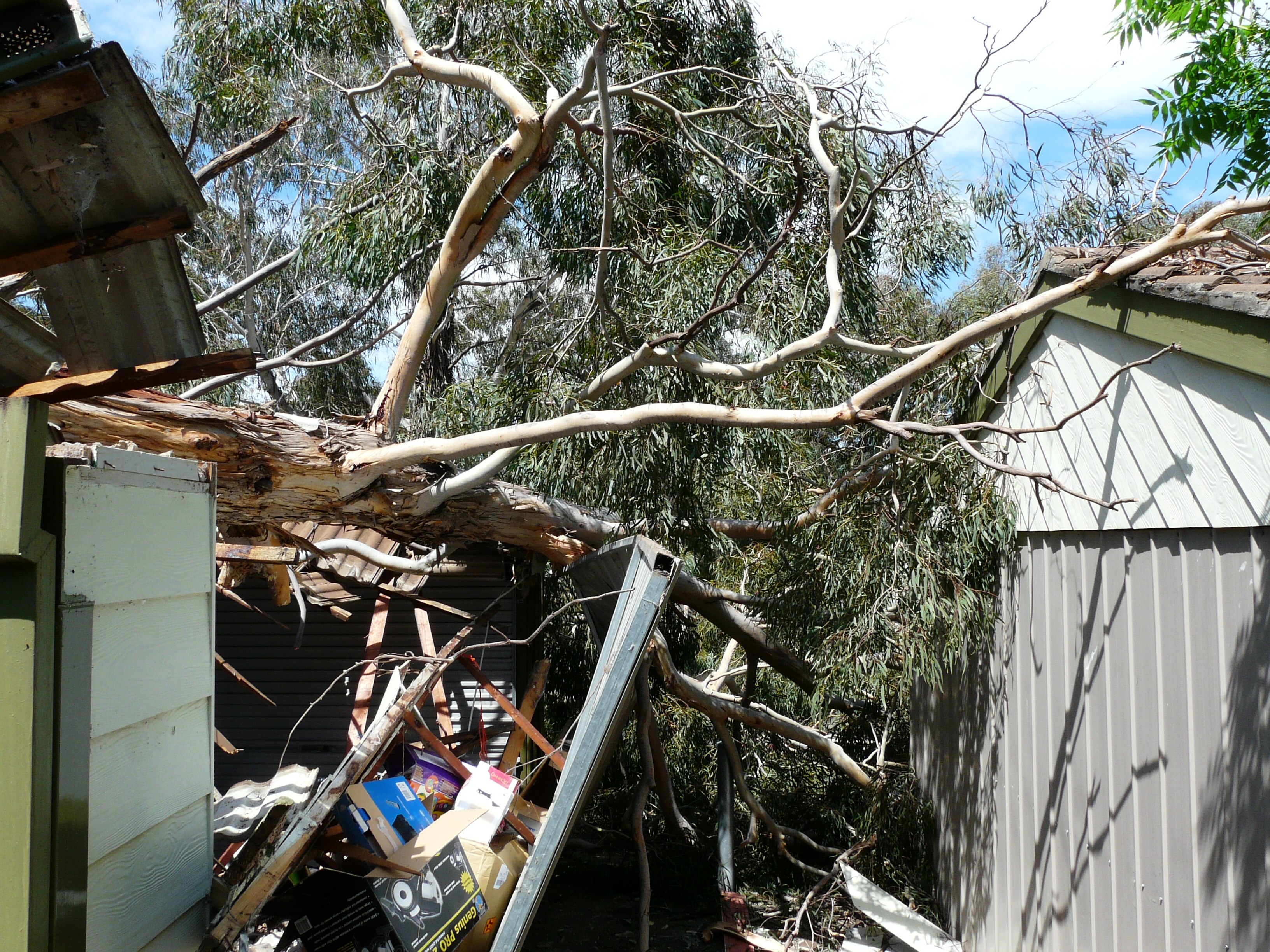 Strong winds bring down trees across Canberra - ABC News