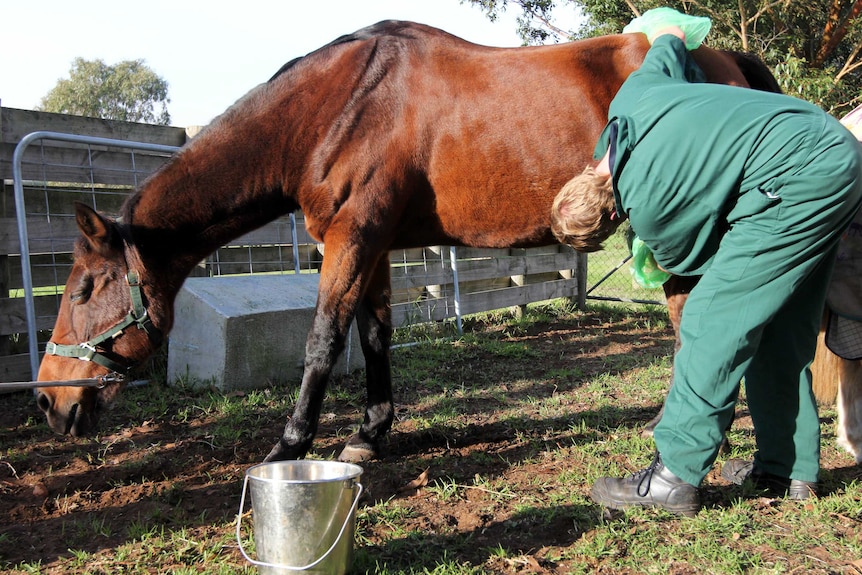 Horse and vet