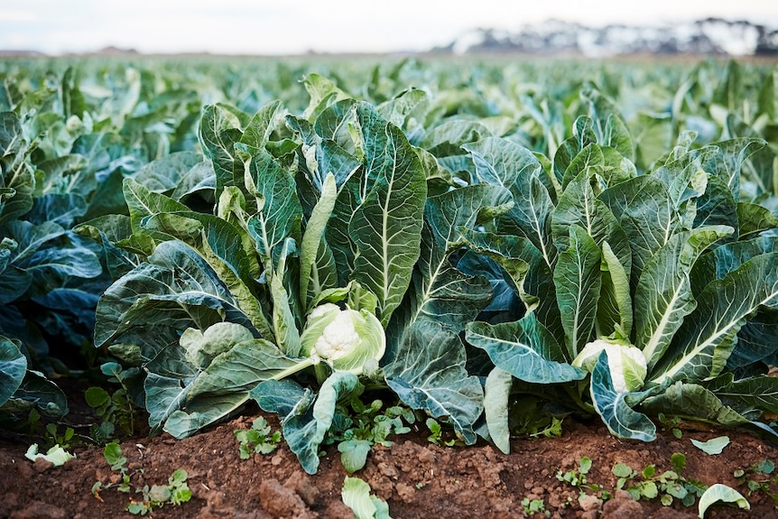 Cauliflower in the field