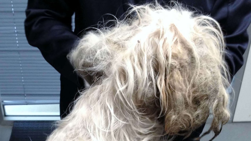 A small dog rescued by the RSCPA from an owner charged with cruelty for not grooming it.