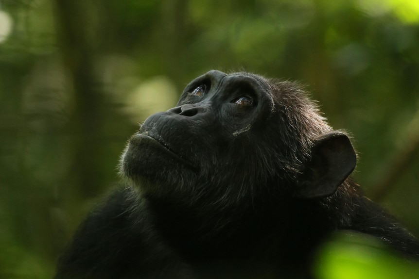 A chimpanzee, looking up