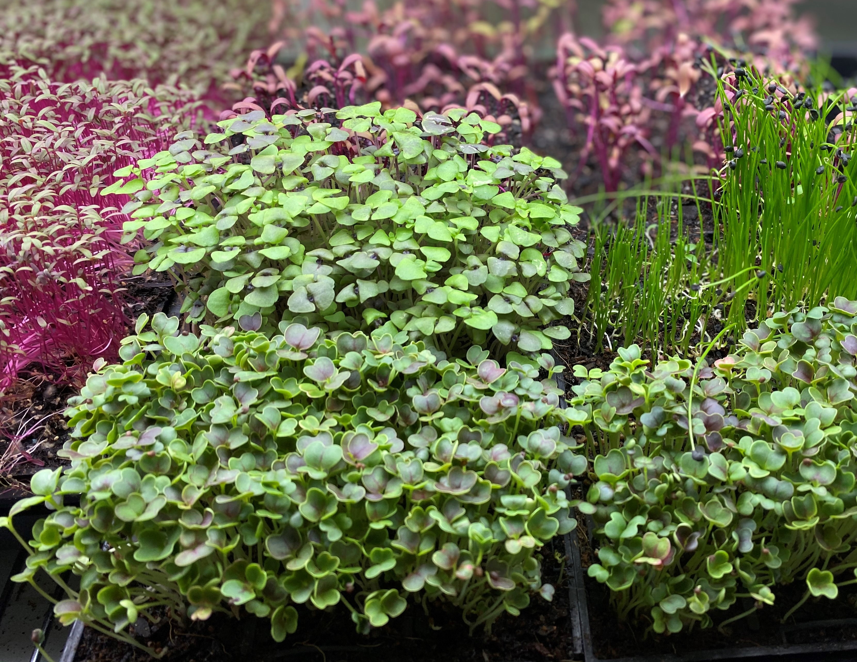 A variety of purple and green microgreens 