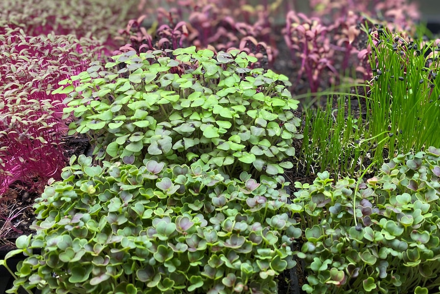 A variety of purple and green microgreens 