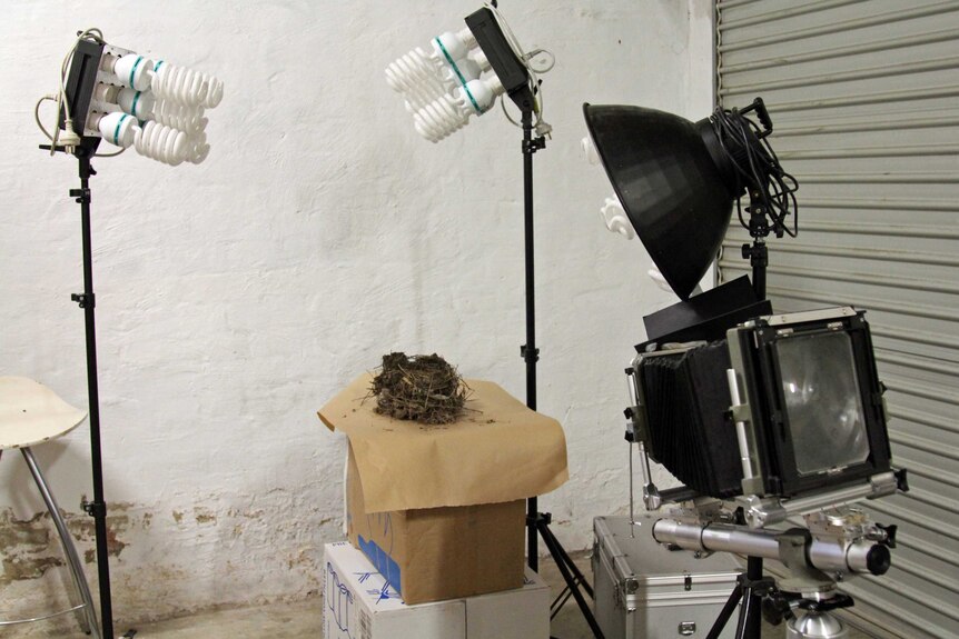 A birds nest on a box with two lights on stands over it and a large camera pointed at it