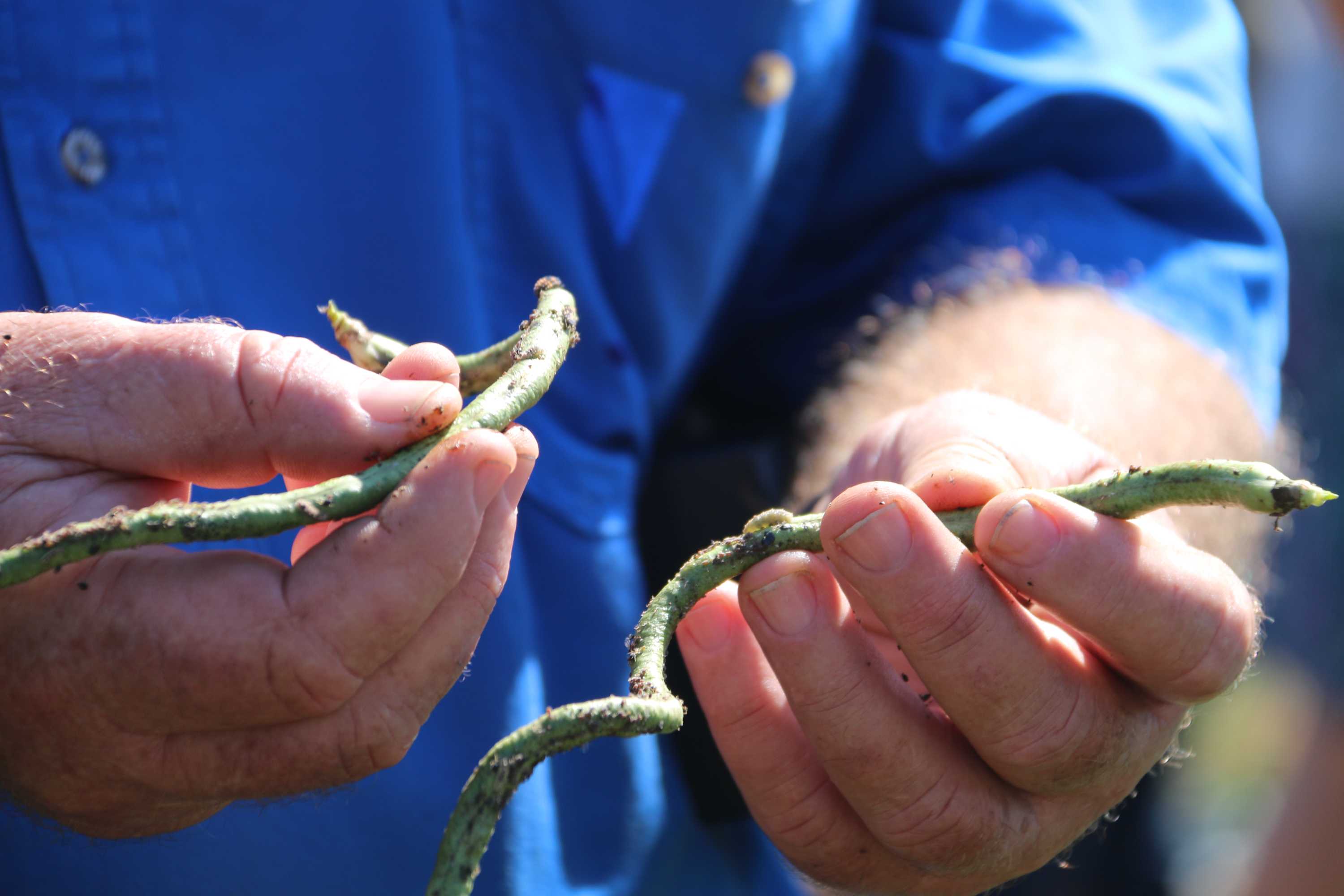 Top End growers using native predators to eat bugs causing havoc on ...