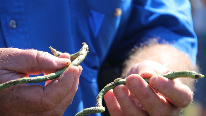 Close up of hands holding snake bean plant with aphids on it