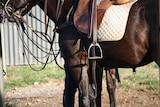 A generic close up of a horse kitted out saddle, standing near a metal shed. 