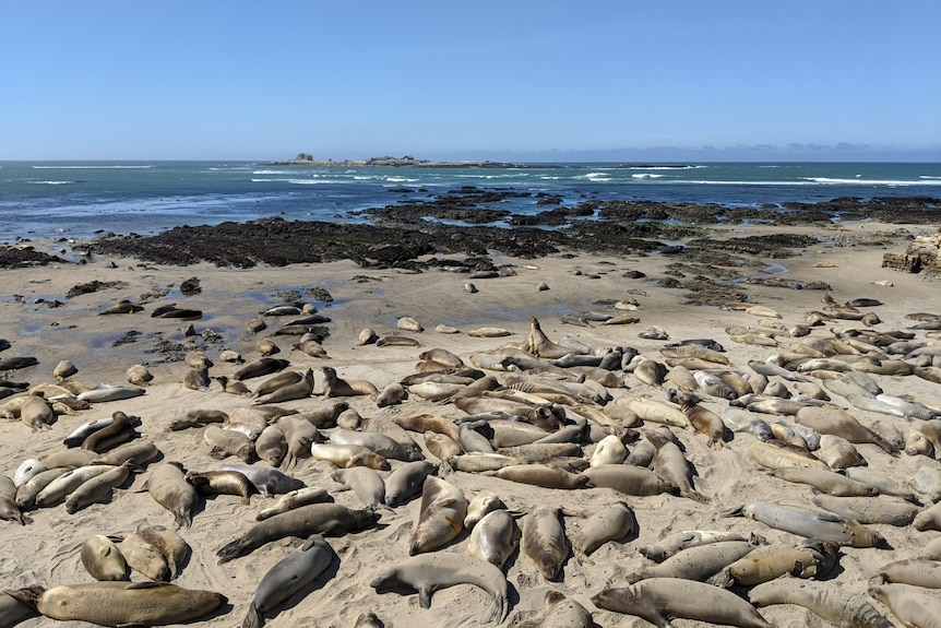 Elephant seals sleeping on a beach.