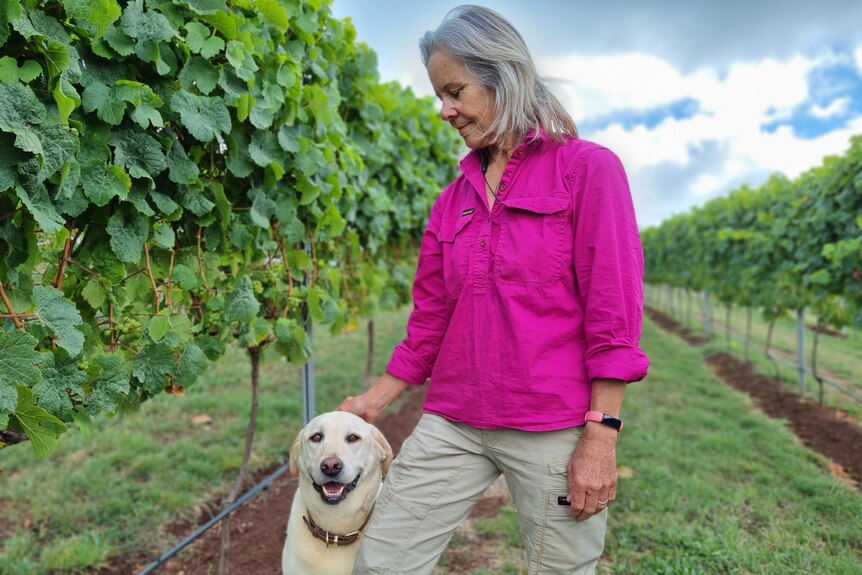 Woman in pink shirt pats golden retriever while standing among rows of wine vines.