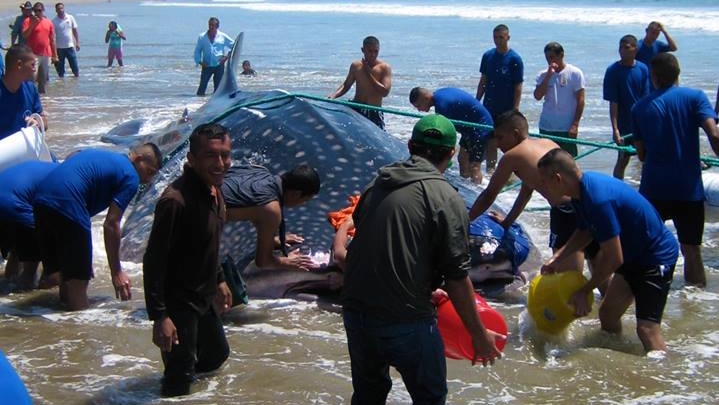 Rescuers try to drag a stranded whale shark into the ocean on a beach in Ecuador