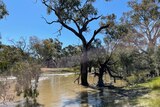 Large red gum trees standing in flooded river water near Deniliquin, new south wales.