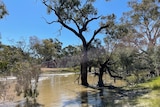 Large red gum trees standing in flooded river water near Deniliquin, new south wales.