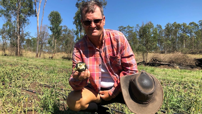 A farmer crouching in a hail battered field holding up a hail damaged gem squash.