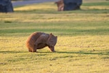 Wombat at Bendeela camp ground