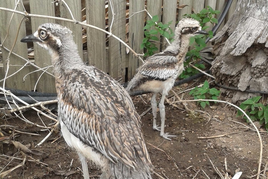 curlew chicks getting ready to be released