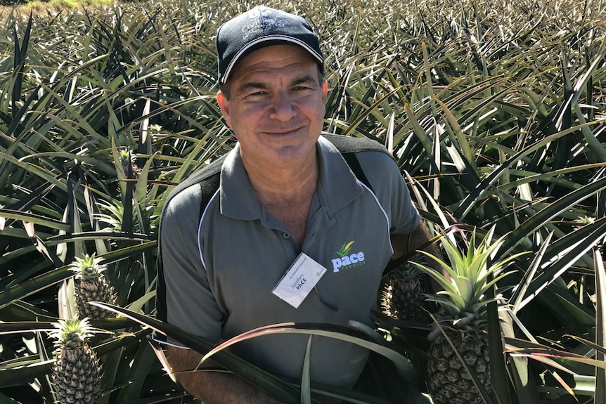 Stephen Pace crouching in a Sunshine Coast pineapple field.