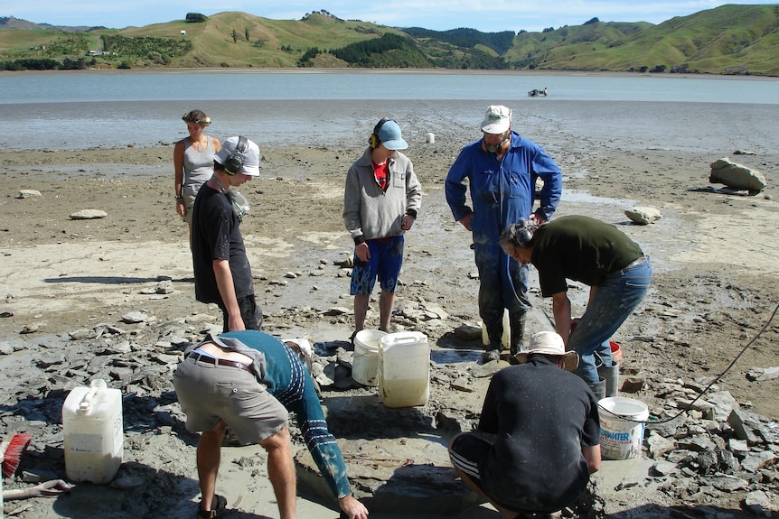 The Hamilton Junior Naturalist Club hunting for fossils in Kawhia Harbour.