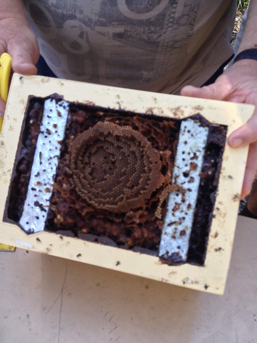 A native bee hive.