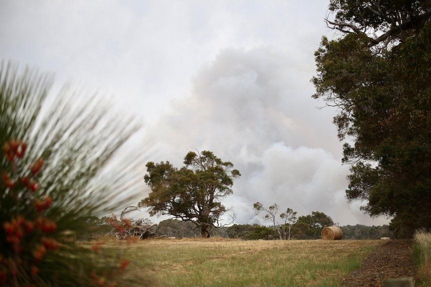 Smoke over a paddock