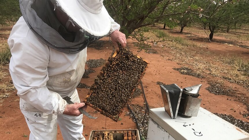 Man holds a frame from a bee hive swarmed by hundreds of bees