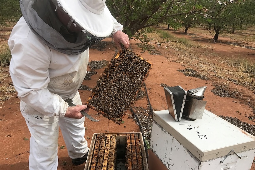 Man holds a frame from a bee hive swarmed by hundreds of bees