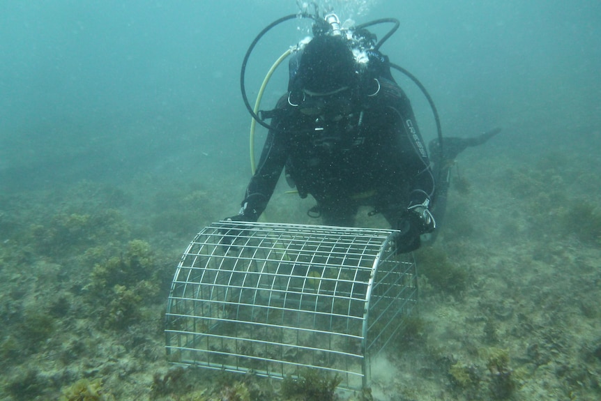 A scuba diver places a cage over what appears to be new kelp sprouting amid turf algae