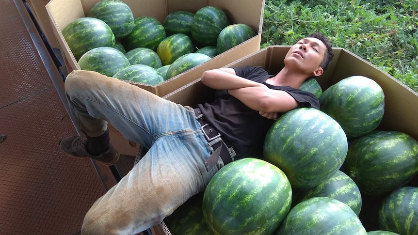 A former working holiday visa holder from Indonesia lays on watermelons during work in Katherine, North Australia.