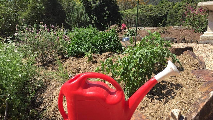Bright red watering can sitting on a rock in front of herb garden.