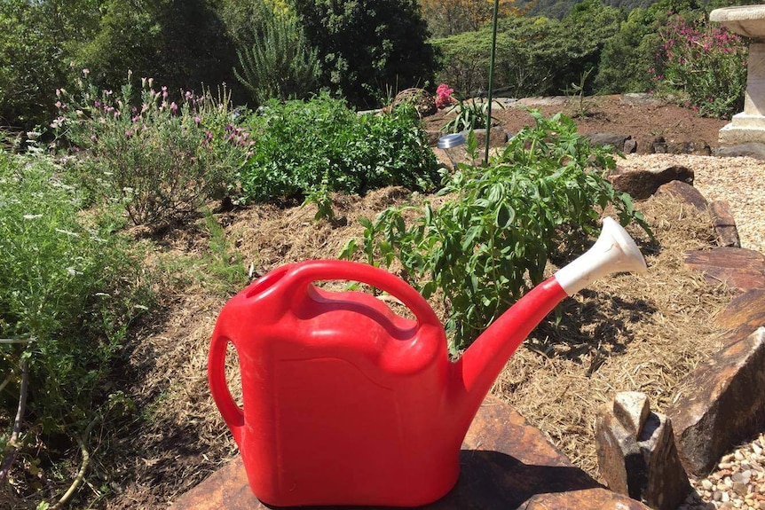 Bright red watering can sitting on a rock in front of herb garden.