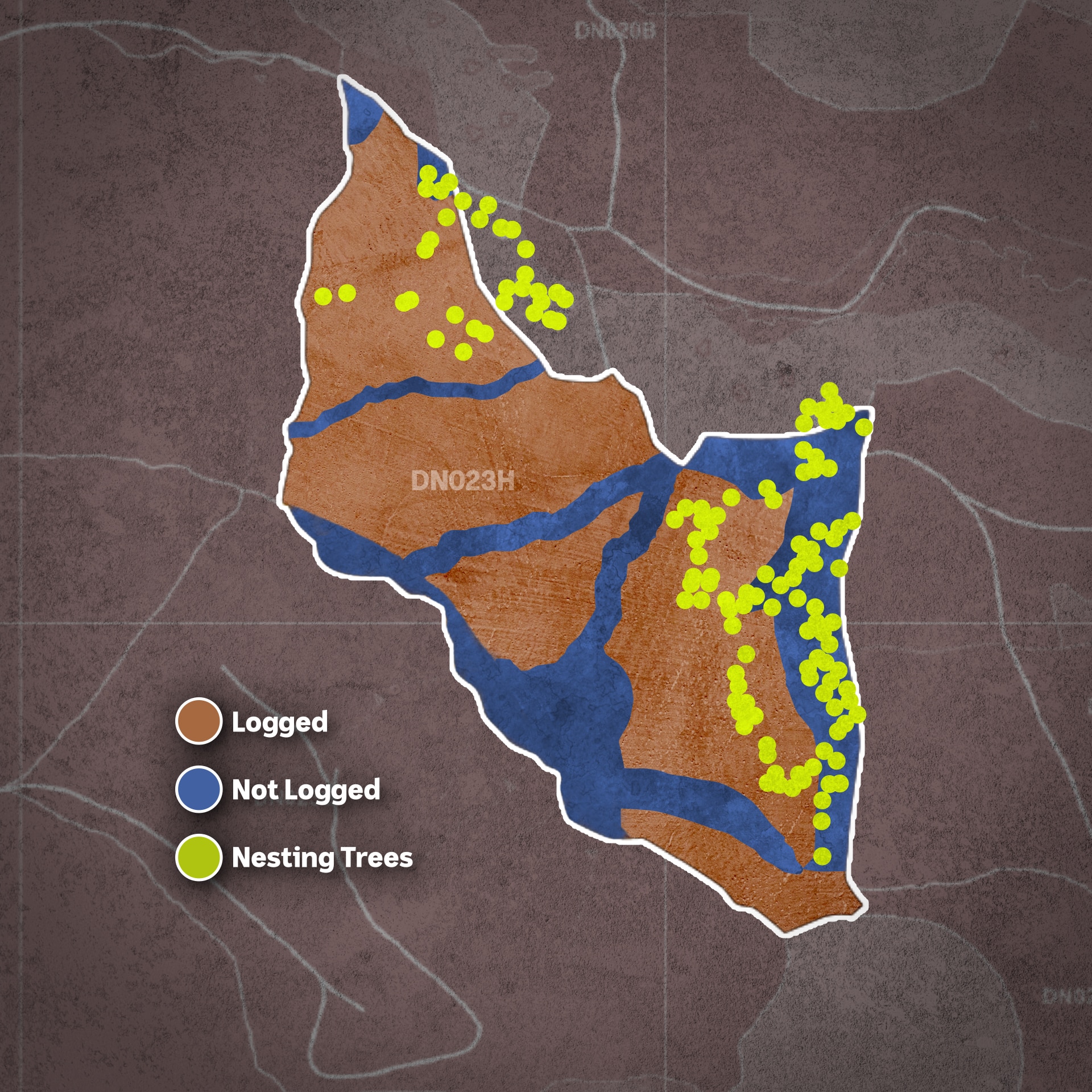 A map shows logged, not logged and nesting tree areas