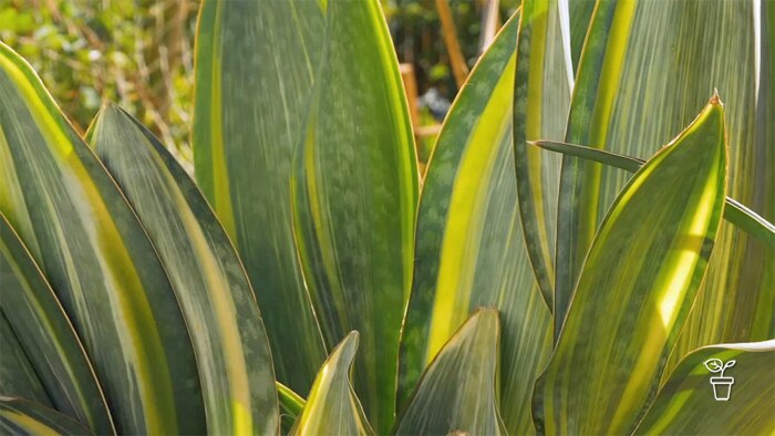 What's in a Name - Gardening Australia