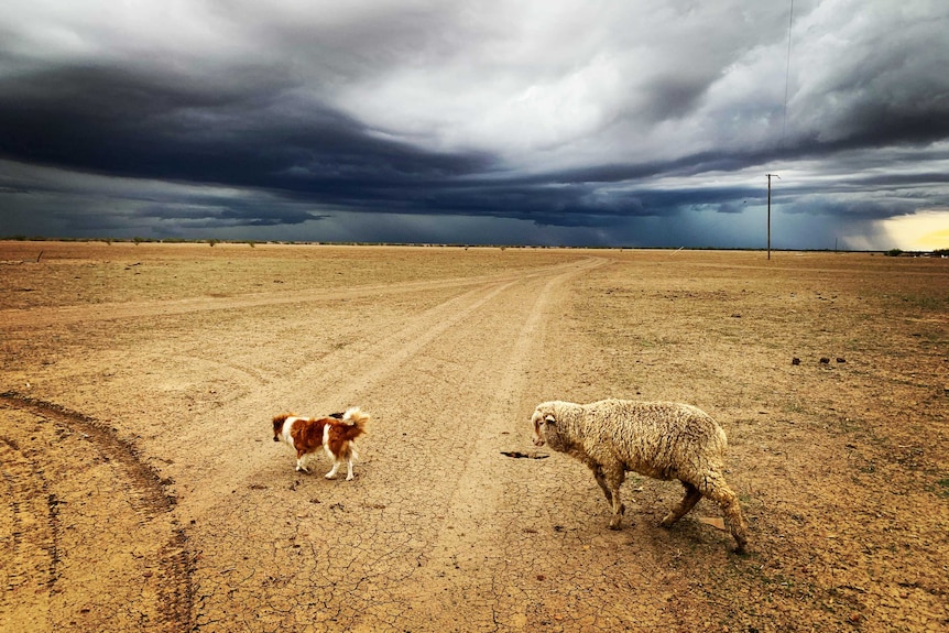 A sheep and a dog walk on dry, cracked soil as storm clouds form.