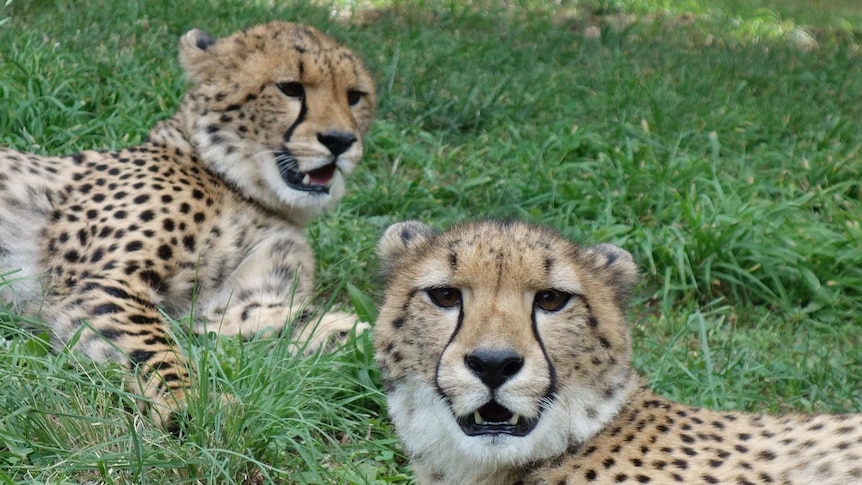 Two female cheetah cubs from South Africa are settling in to life at the National Zoo and Aquarium in Canberra.