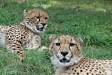 Cheetah cubs at the National Zoo and Aquarium in Canberra