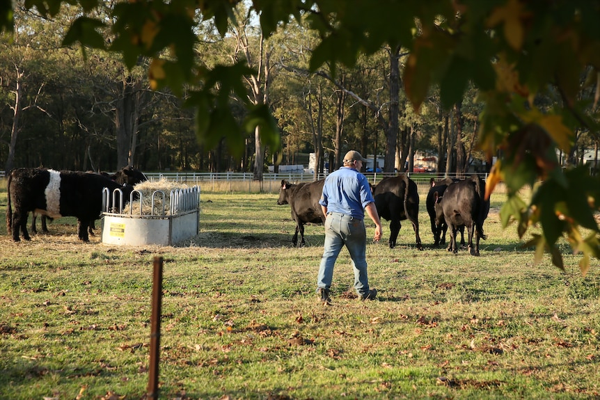 cows on a paddock with man