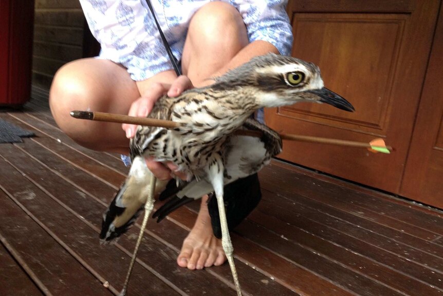 A bush stone-curlew shot with an arrow is found at Airlie Beach