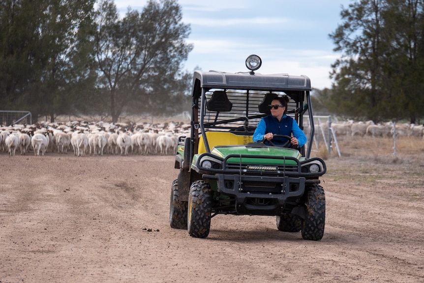 Sophie Curtis drives an ATV near a mob of sheep on her Millmerran farm, Queensland, July 2020.