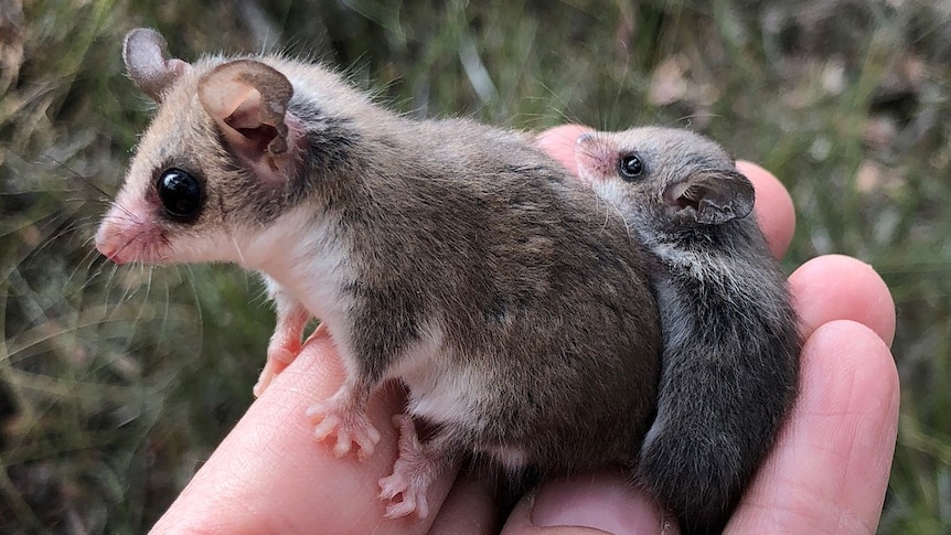 Tiny mother pygmy-possum and baby on someone's hand