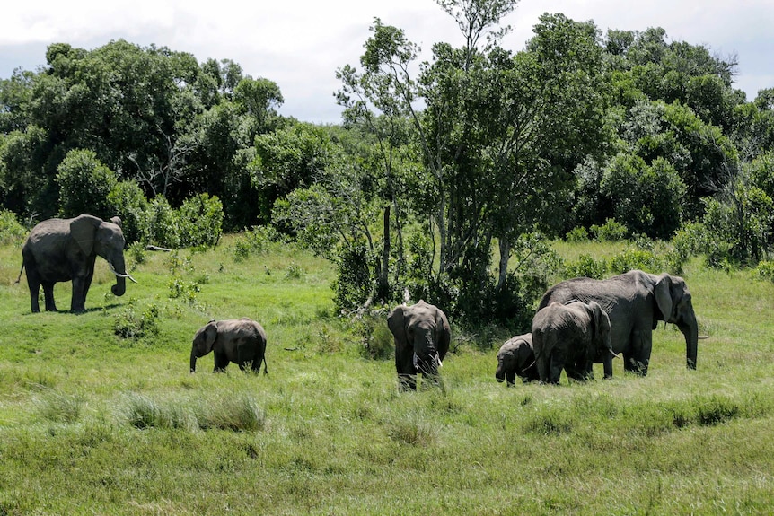 A family of six elephants graze on long grass in a clearing.