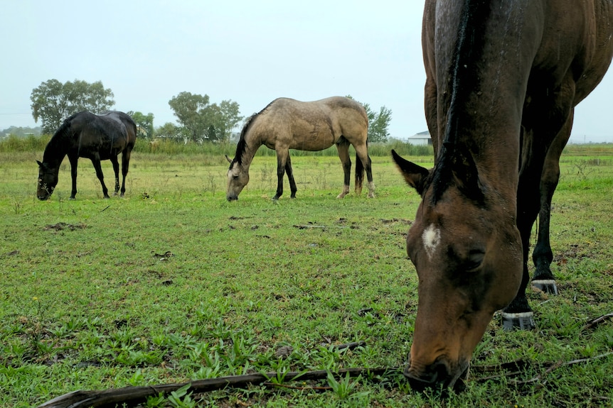 Horses eating green grass in a paddock.