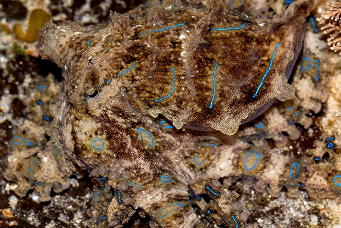 Blue-lined octopus