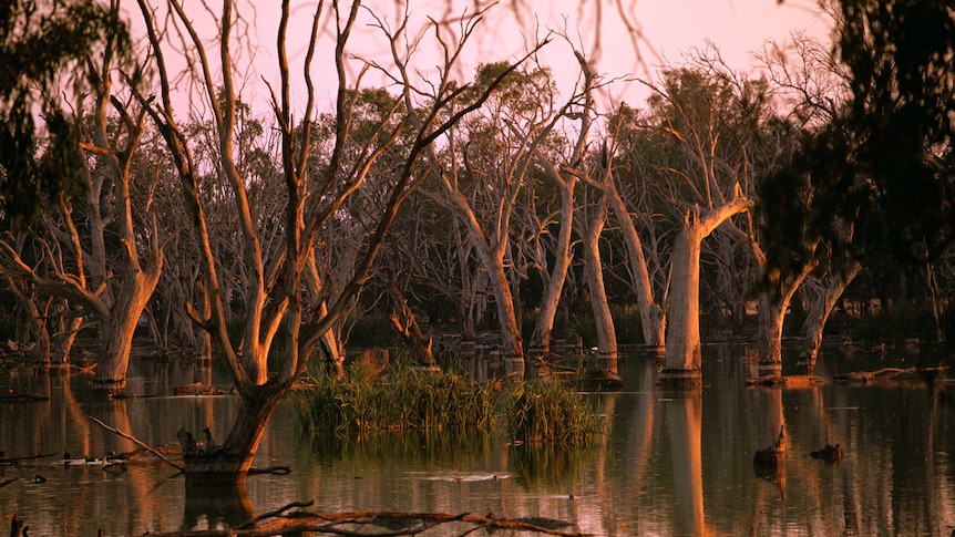 ghostly gum trees, without foliage, standing in water in pink sunsetting light