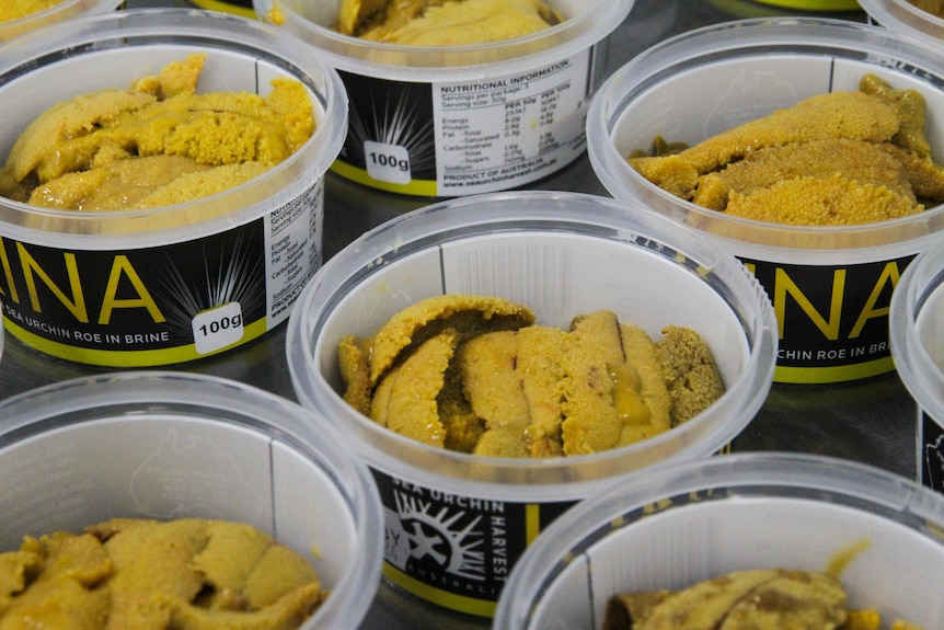 sea urchin roe in round containers.
